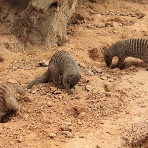 Banded Mongoose