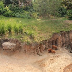 Gorilla/Red River Hog exhibit