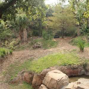Gorilla/Red River Hog exhibit