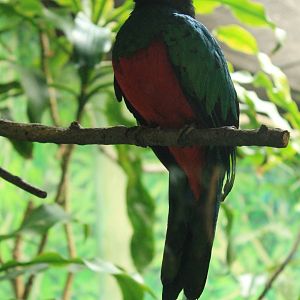 Golden Headed Quetzal