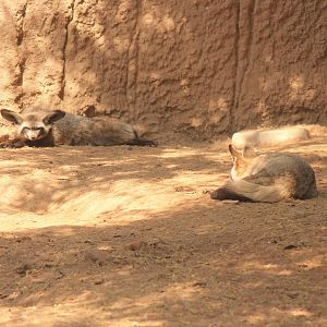 Bat-Eared Fox