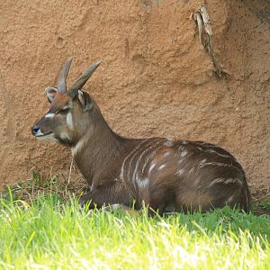 Eastern Sitatunga