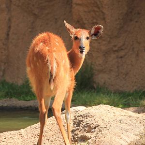 Eastern Sitatunga