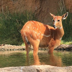 Eastern Sitatunga