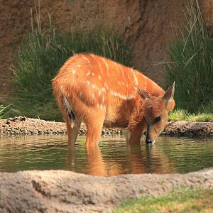 Eastern Sitatunga