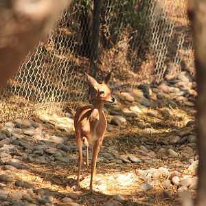 Steenbok
