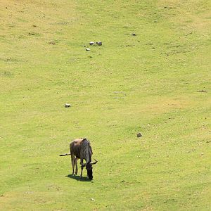 Eastern White-Bearded Wildebeest
