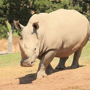 Southern White Rhino
