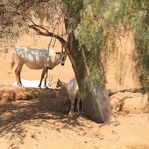 Arabian Oryx