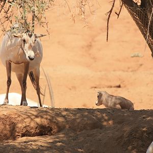 Arabian Oryx