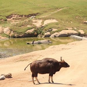 Gaur and Indian Rhino