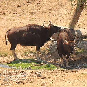 Gaur