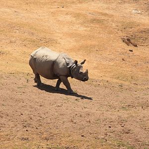 Indian Rhino