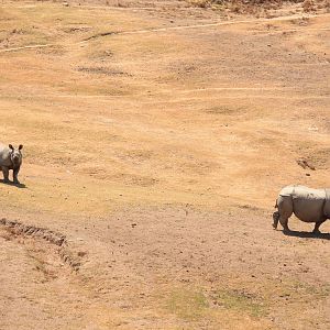 Indian Rhino