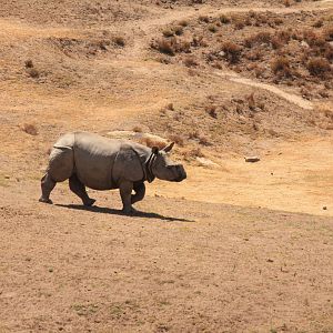 Indian Rhino