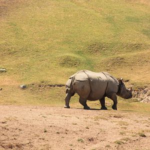 Indian Rhino