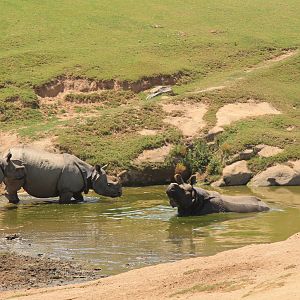 Indian Rhino