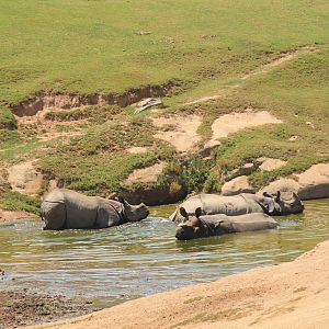 Indian Rhino