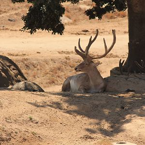 Bactrian Wapiti