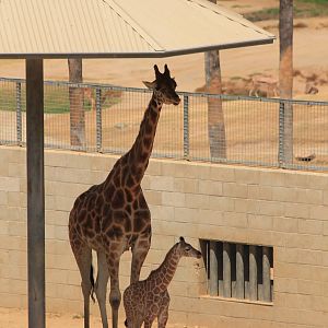 Rothschild's Giraffe