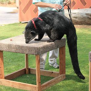 Binturong