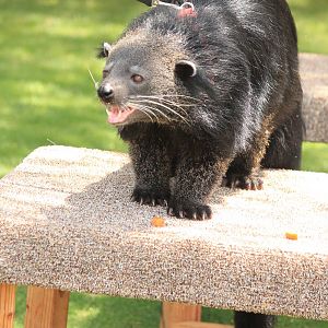 Binturong