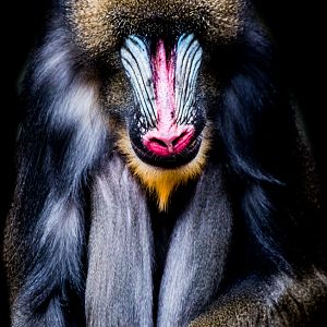 Mandrill