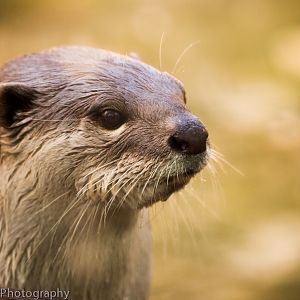 Smooth-Coated Otter