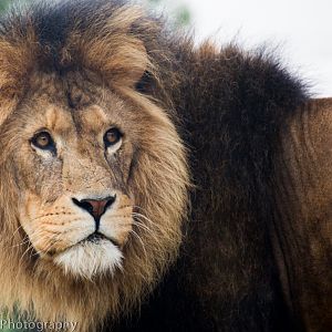 African Lion