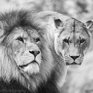 African Lions