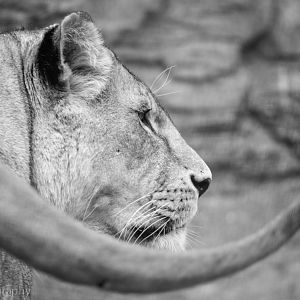 African Lioness