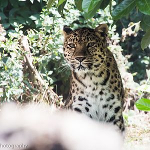Amur Leopard