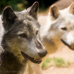Mackenzie valley wolf
