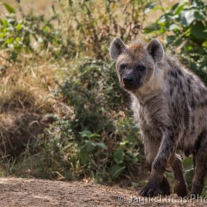 Spotted Hyena