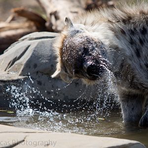Spotted Hyena