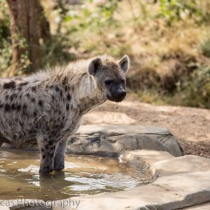 Spotted Hyena