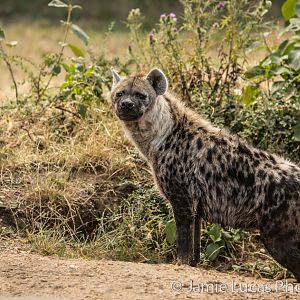 Spotted Hyena