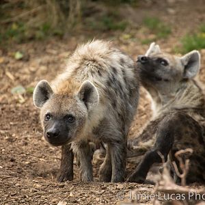 Spotted Hyenas