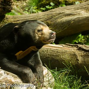 Sun Bear