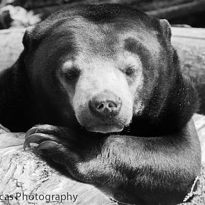 Sun Bear