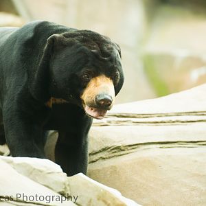 Sun Bear