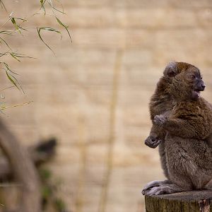Greater bamboo lemur : Cotswold WP : 12 Apr 2015
