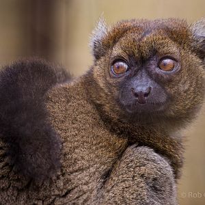 Greater bamboo lemur : Cotswold WP : 12 Apr 2015