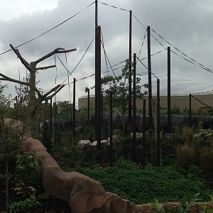 Outdoor Orangutan(islands)