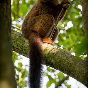 Red-bellied lemur : Howletts : 28 Aug 2015