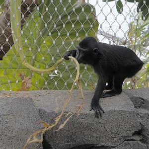 Crested macaque in the Monsoon Forest