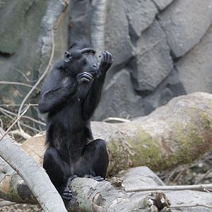 Crested macaque in the Monsoon Forest