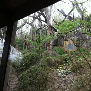 Saint Louis Zoo: Fragile Forest