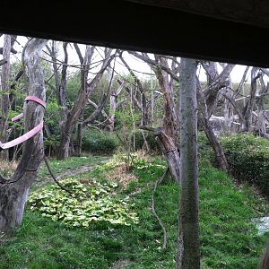 Saint Louis Zoo: Fragile Forest