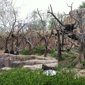Saint Louis Zoo: Fragile Forest